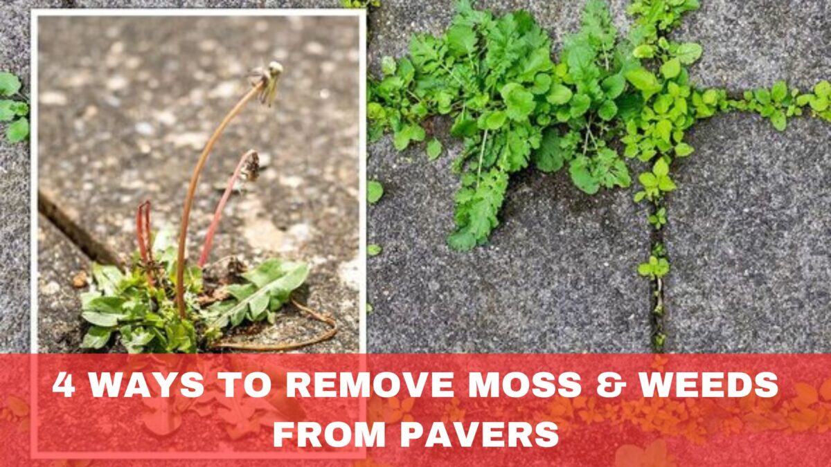 5 Ways to Remove Moss & Weeds from Pavers