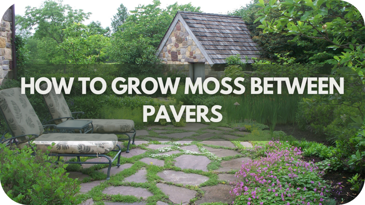 How To Grow Moss Between Pavers